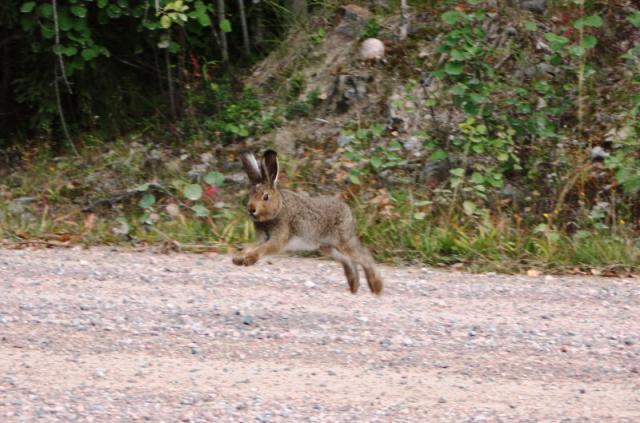 Sorvalin kuvaama pupujussi