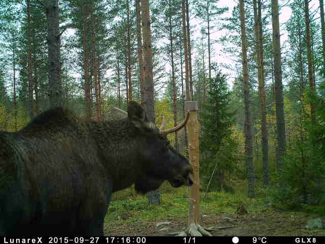 Hirvi Suoniemessä